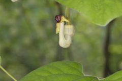 Woolly Dutchman's Pipe, Aristolochia tomentosa