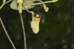 Woolly Dutchman's Pipe, Aristolochia tomentosa