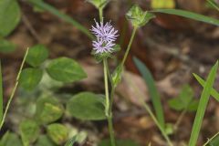 Woolly Elephant's Foot, Elephantopus tomentosus