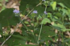 Woolly Elephant's Foot, Elephantopus tomentosus