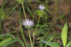 Woolly Elephant's Foot, Elephantopus tomentosus