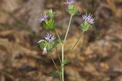 Woolly Elephant's Foot, Elephantopus tomentosus