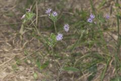 Woolly Elephant's Foot, Elephantopus tomentosus