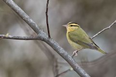 Worm-eating Warbler, Helmitheros vermivorum