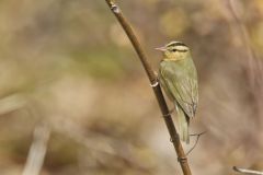 Worm-eating Warbler, Helmitheros vermivorum