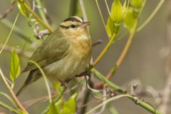 Worm-eating Warbler, Helmitheros vermivorum