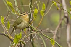 Worm-eating Warbler, Helmitheros vermivorum