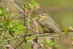 Worm-eating Warbler, Helmitheros vermivorum