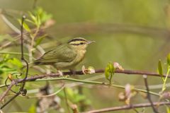 Worm-eating Warbler, Helmitheros vermivorum