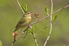 Worm-eating Warbler, Helmitheros vermivorum