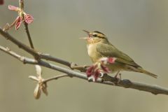 Worm-eating Warbler, Helmitheros vermivorum