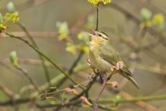 Worm-eating Warbler, Helmitheros vermivorum