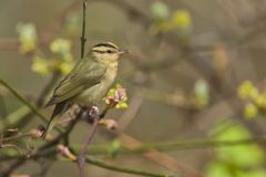 Worm-eating Warbler, Helmitheros vermivorum