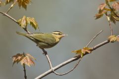 Worm-eating Warbler, Helmitheros vermivorum