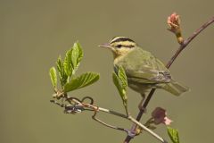 Worm-eating Warbler, Helmitheros vermivorum