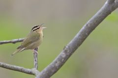 Worm-eating Warbler, Helmitheros vermivorum