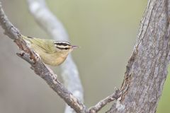 Worm-eating Warbler, Helmitheros vermivorum