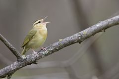 Worm-eating Warbler, Helmitheros vermivorum