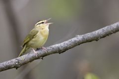 Worm-eating Warbler, Helmitheros vermivorum