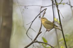 Worm-eating Warbler, Helmitheros vermivorum