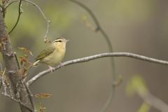 Worm-eating Warbler, Helmitheros vermivorum