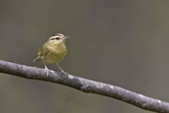 Worm-eating Warbler, Helmitheros vermivorum