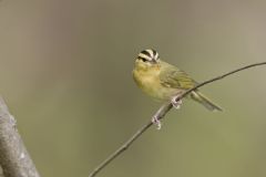 Worm-eating Warbler, Helmitheros vermivorum