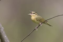 Worm-eating Warbler, Helmitheros vermivorum