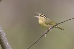 Worm-eating Warbler, Helmitheros vermivorum