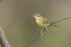 Worm-eating Warbler, Helmitheros vermivorum