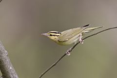 Worm-eating Warbler, Helmitheros vermivorum