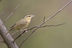 Worm-eating Warbler, Helmitheros vermivorum