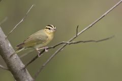 Worm-eating Warbler, Helmitheros vermivorum