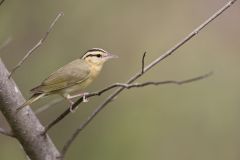 Worm-eating Warbler, Helmitheros vermivorum