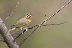 Worm-eating Warbler, Helmitheros vermivorum