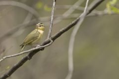 Worm-eating Warbler, Helmitheros vermivorum