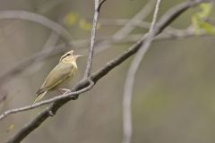 Worm-eating Warbler, Helmitheros vermivorum