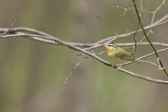 Worm-eating Warbler, Helmitheros vermivorum