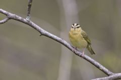 Worm-eating Warbler, Helmitheros vermivorum