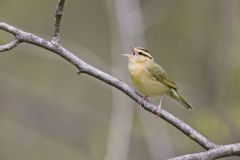 Worm-eating Warbler, Helmitheros vermivorum