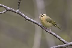 Worm-eating Warbler, Helmitheros vermivorum