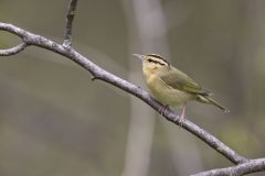 Worm-eating Warbler, Helmitheros vermivorum