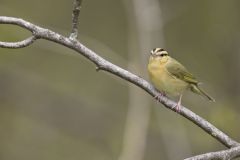 Worm-eating Warbler, Helmitheros vermivorum