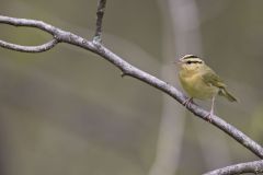 Worm-eating Warbler, Helmitheros vermivorum