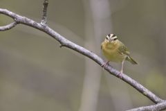 Worm-eating Warbler, Helmitheros vermivorum