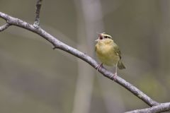 Worm-eating Warbler, Helmitheros vermivorum