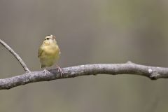 Worm-eating Warbler, Helmitheros vermivorum