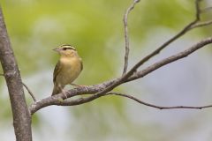 Worm-eating Warbler, Helmitheros vermivorum