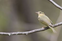 Worm-eating Warbler, Helmitheros vermivorum