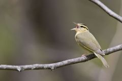 Worm-eating Warbler, Helmitheros vermivorum